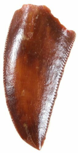 Serrated, Raptor Tooth - Morocco #47009
